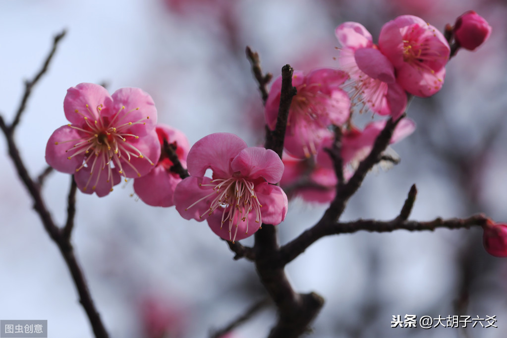 大胡子六爻：梅花易数预测中的先天和后天