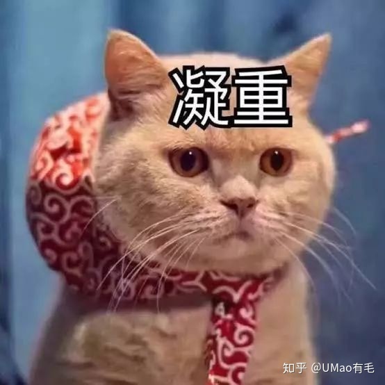 鼠猫同人文鼠攻猫受_属鼠的人能养猫吗_狗和鼠能一块养吗