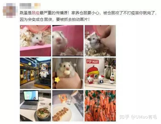 属鼠的人能养猫吗_鼠猫同人文鼠攻猫受_狗和鼠能一块养吗