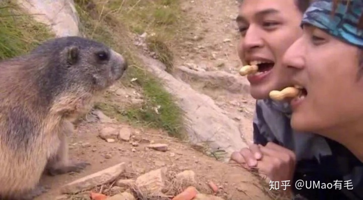 狗和鼠能一块养吗_属鼠的人能养猫吗_鼠猫同人文鼠攻猫受