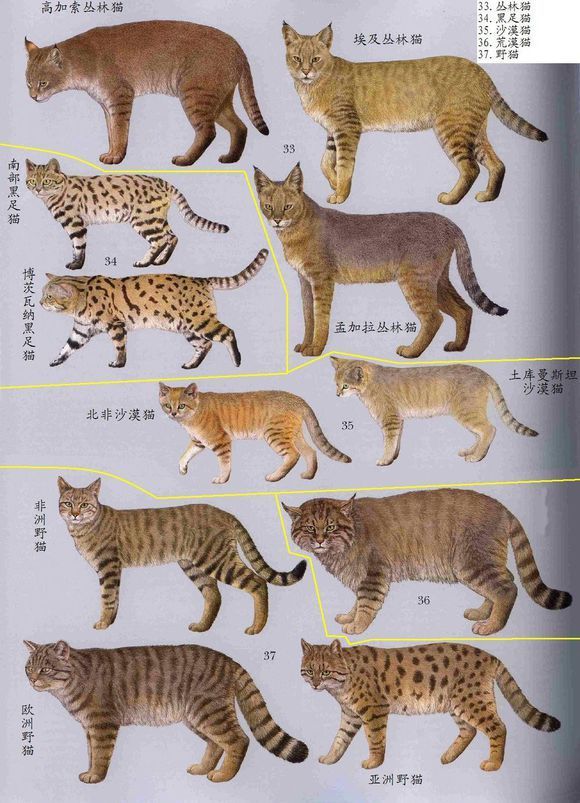 《鼠猫恋》(鼠猫)_流光容易把人抛鼠猫_属鼠的人能养猫吗