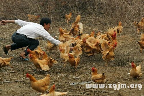 梦见鸡飞了能解梦吗_梦见抓鸡周公解梦_周公梦见流鼻血解梦破解