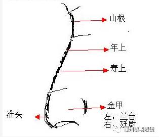 
鼻为龙，颧为虎，龙虎颧，相配才能富显
