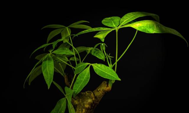 阳台茶桌风水 最吉利的植物，细小的改变或则能给你旺财增运