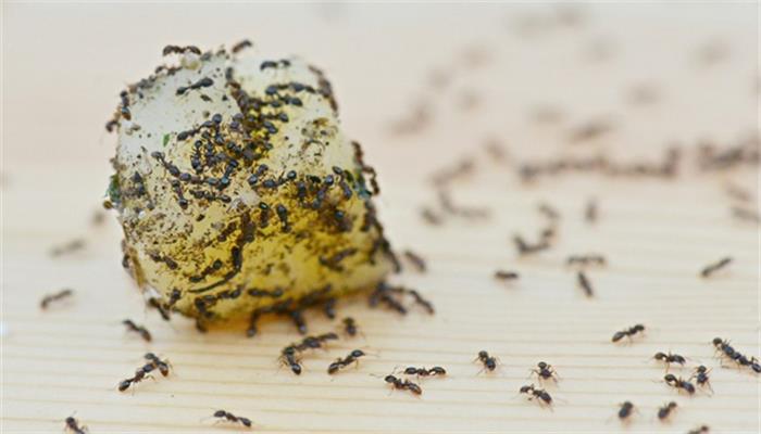慈世堂：梦见蚂蚁好不好和什么预兆？