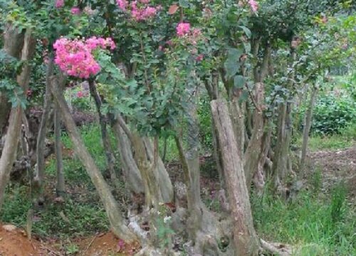 客厅风水摆件风水禁忌_种紫微树的风水禁忌_紫微种植风水禁忌