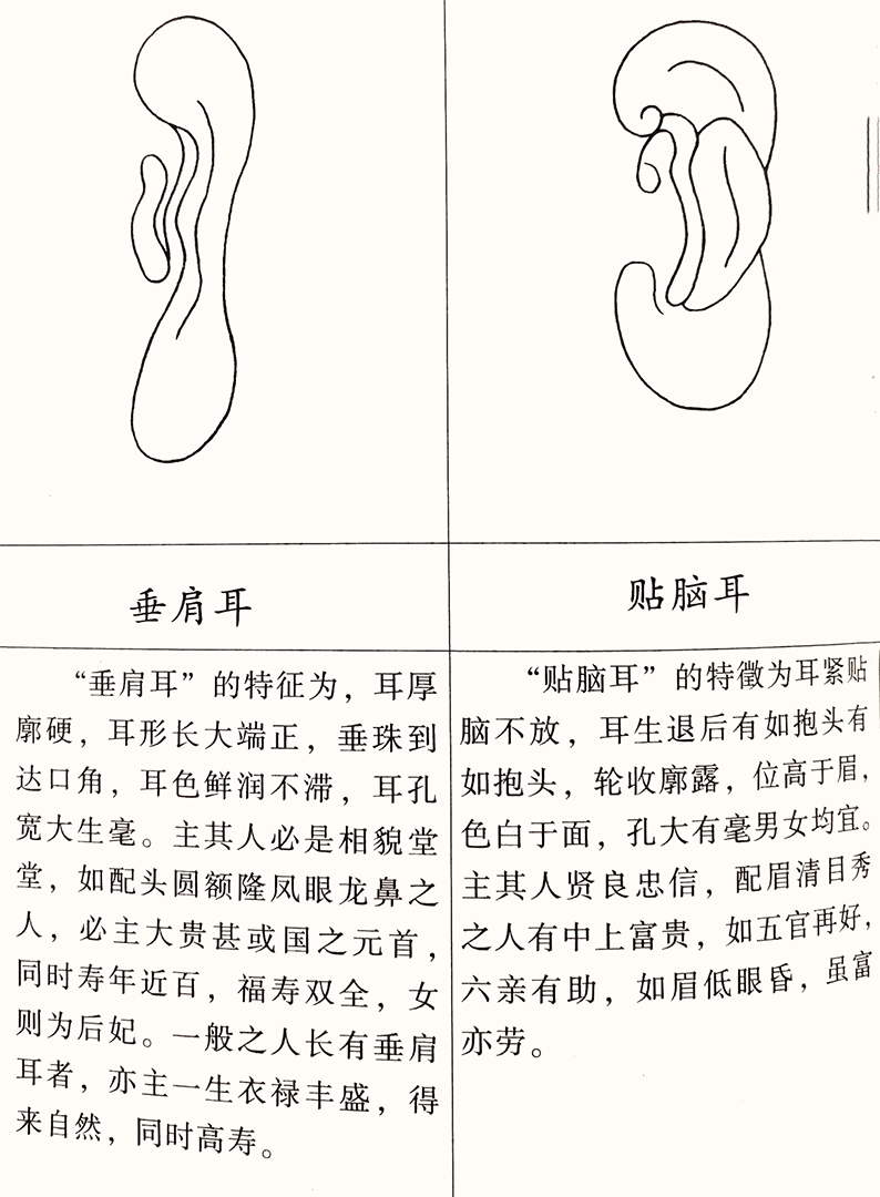 成涛面相耳朵相法什么样的耳朵面相最好