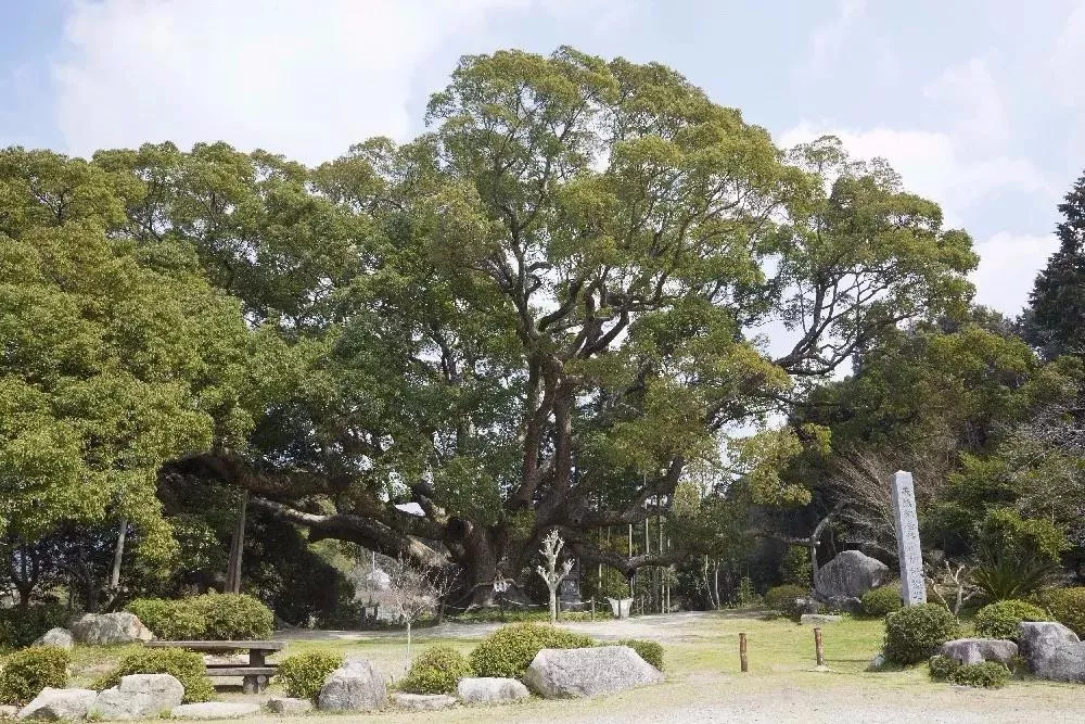 马云也信风水？快来了解植物风水对居住环境的影响