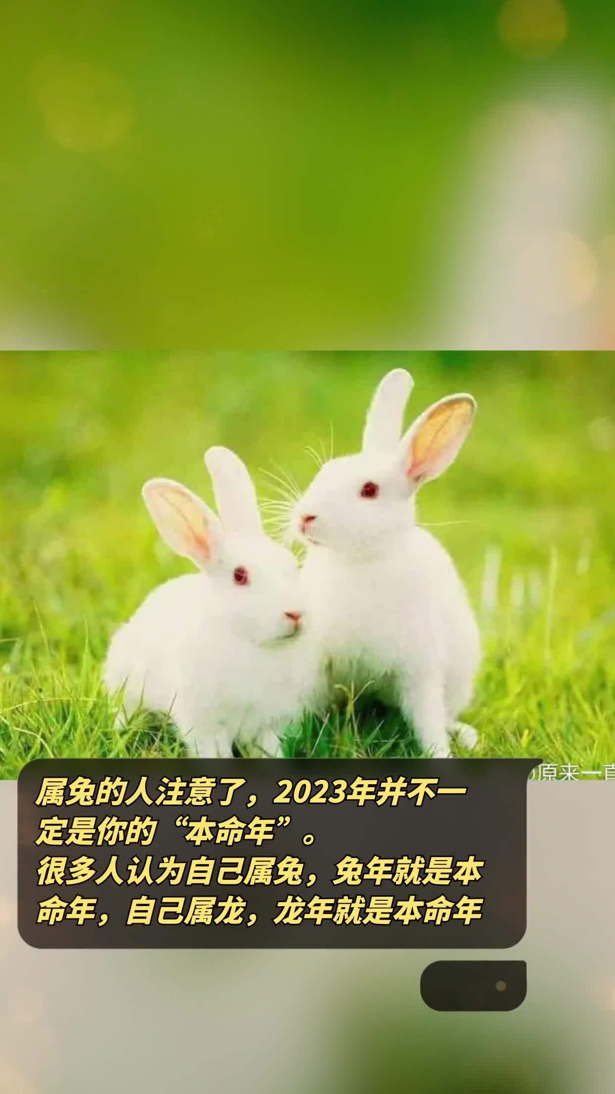 2023 年属兔最好命？兔年宝宝命运分析，助你了解最佳生育月份